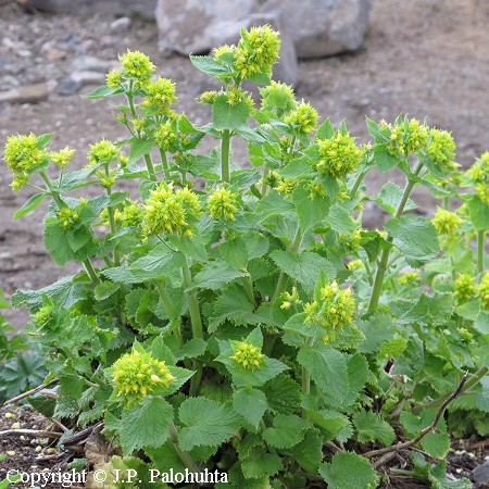 Kevätsyyläjuuri, Scrophularia vernalis